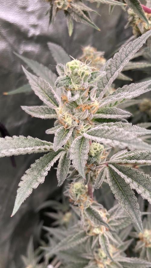 Atomic Jelly#2 (In House Genetics). Week 7