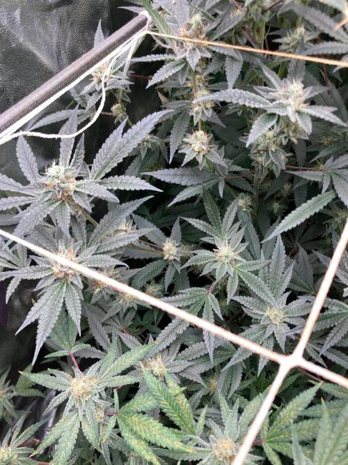 Atomic Jelly#2 (In House Genetics). Week 7