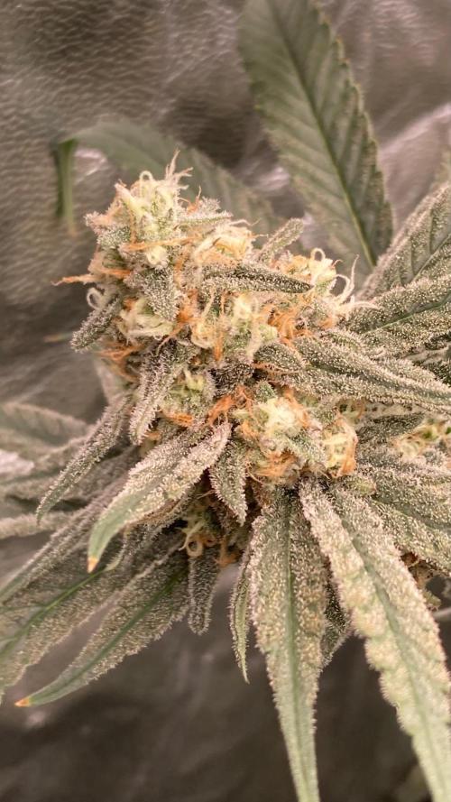 GasQuake (In House Genetics). Week 21