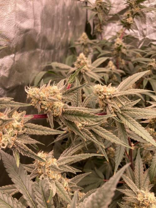 GasQuake (In House Genetics). Week 21
