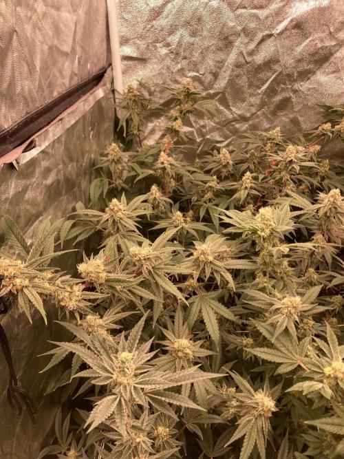 GasQuake (In House Genetics). Week 21