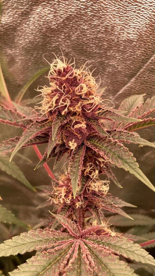 Pora’s Purple CN#6 (Relentless Genetics). Week 7