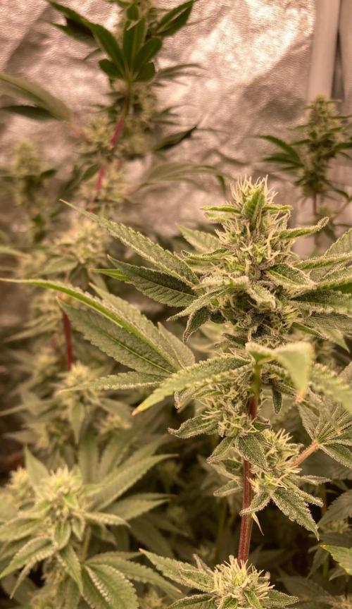 Pineapple Mojito S1. Week 17