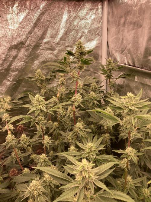 Pineapple Mojito S1. Week 17