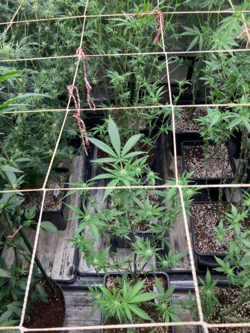 Blackcherry Punch Clones (In House Gen). Week 3