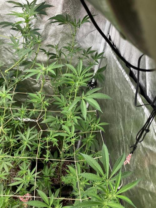 Rainbow Marker #2 (LIT Farms). Week 3