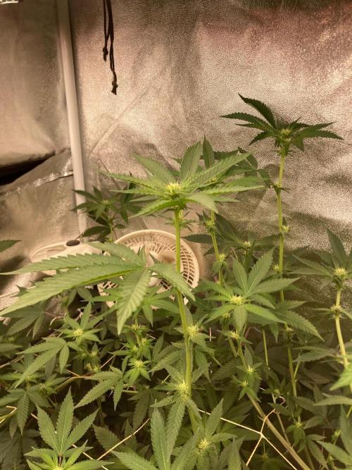Rainbow Marker #4 (LIT Farms). Week 3