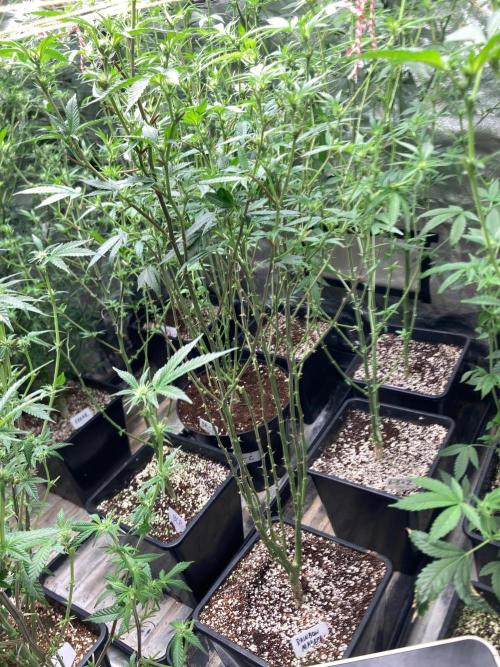 Rainbow Marker #6 (LIT Farms). Week 3