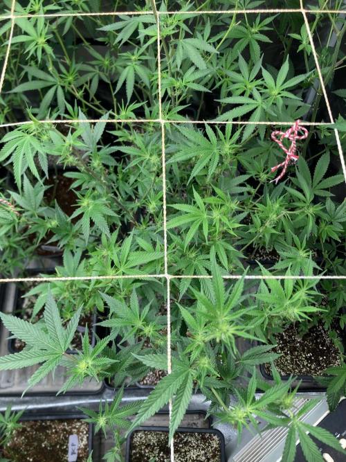 Rainbow Marker #6 (LIT Farms). Week 3
