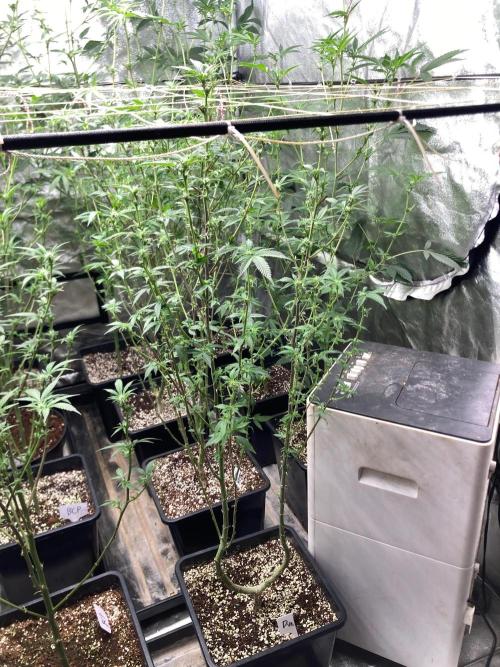 Do-lato V2 (In House Genetics). Week 20