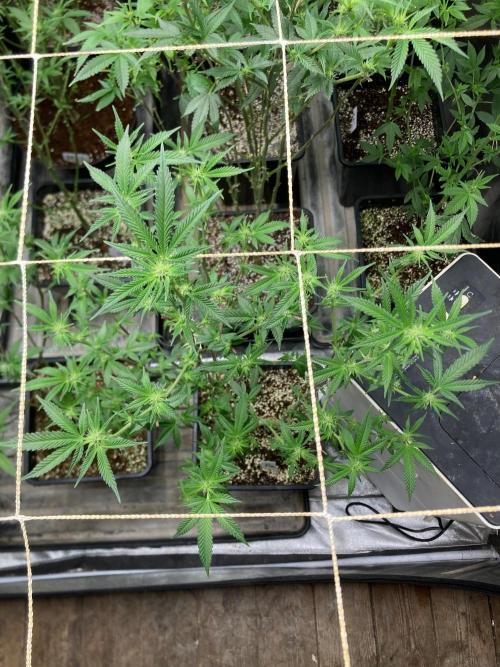 Do-lato V2 (In House Genetics). Week 20