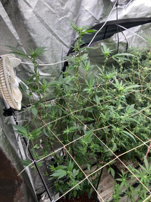 Final Chrome Dome Clone (Compound ). Week 3
