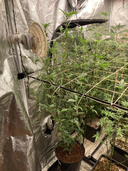 Final Chrome Dome Clone (Compound ). Week 3