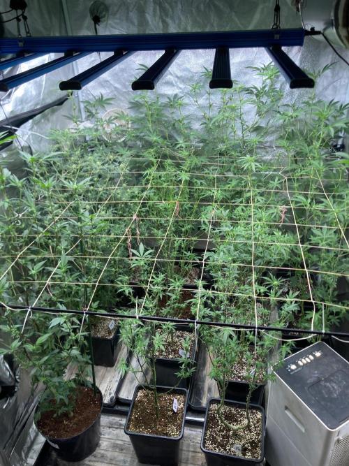 Final Chrome Dome Clone (Compound ). Week 3
