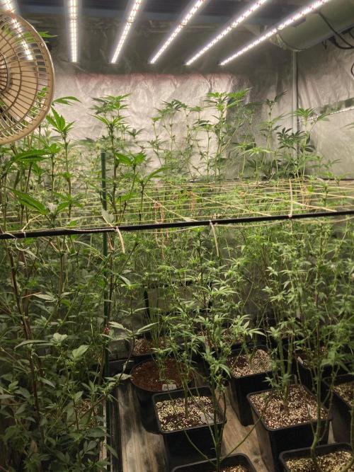 Final Chrome Dome Clone (Compound ). Week 3