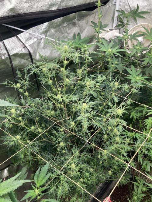 Frosty’s Purple Freak (Khalifa). Week 17
