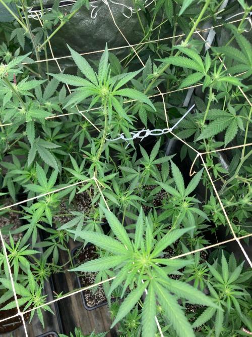 Apples & Bananas x Zoda (Umami Seed Co). Week 17