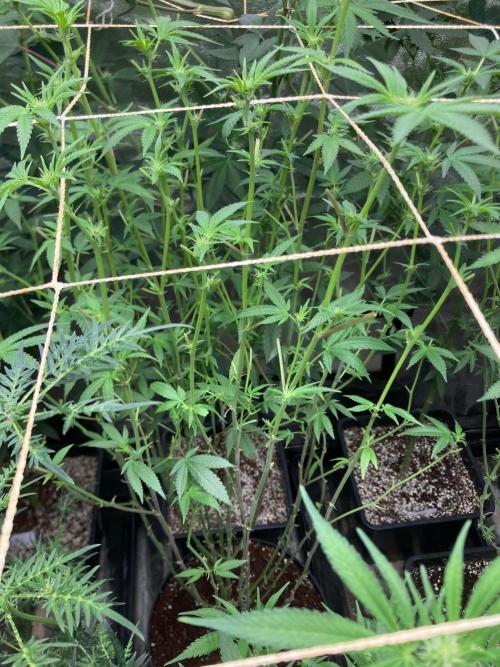 Black Rainbow (LIT Farms). Week 20