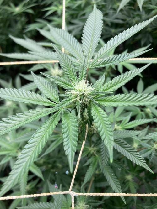 Do-lato V2 (In House Genetics). Week 21