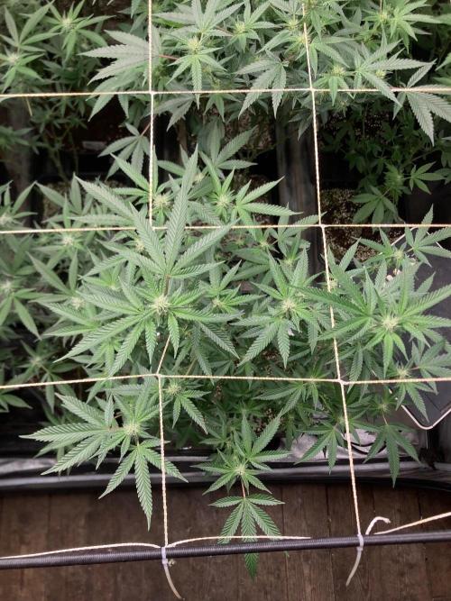Do-lato V2 (In House Genetics). Week 21