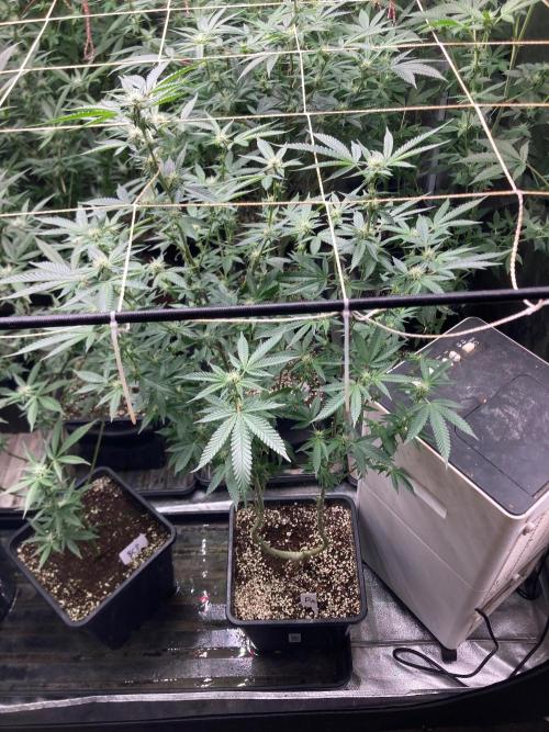 Do-lato V2 (In House Genetics). Week 21