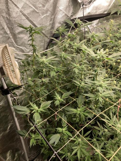 Final Chrome Dome Clone (Compound ). Week 4