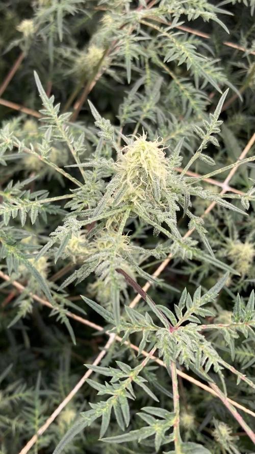 Frosty’s Purple Freak (Khalifa). Week 18