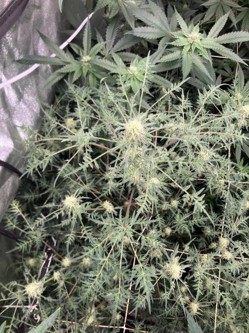 Frosty’s Purple Freak (Khalifa). Week 18