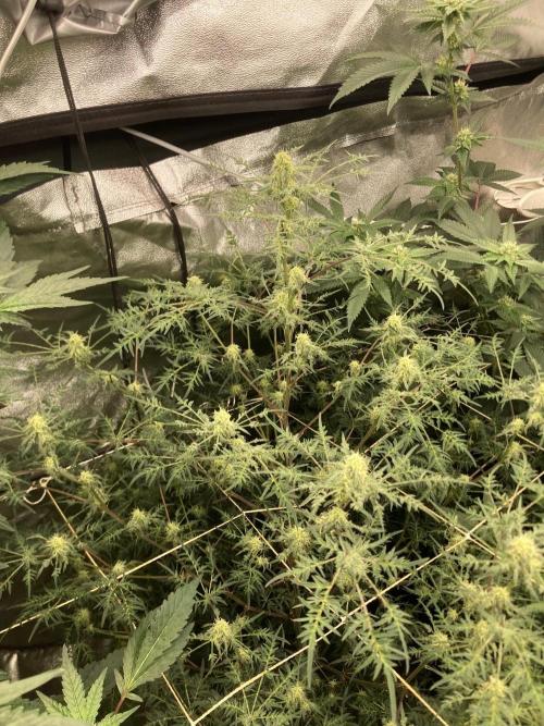 Frosty’s Purple Freak (Khalifa). Week 18