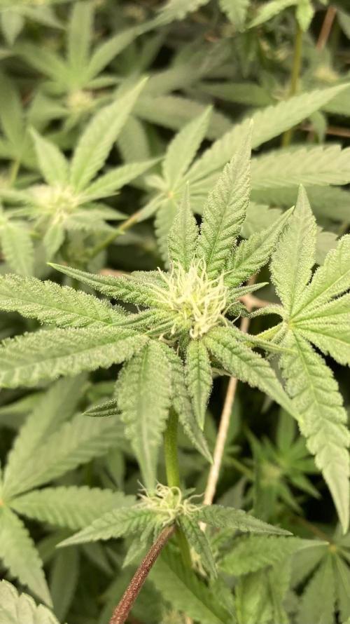 Black Rainbow (LIT Farms). Week 21