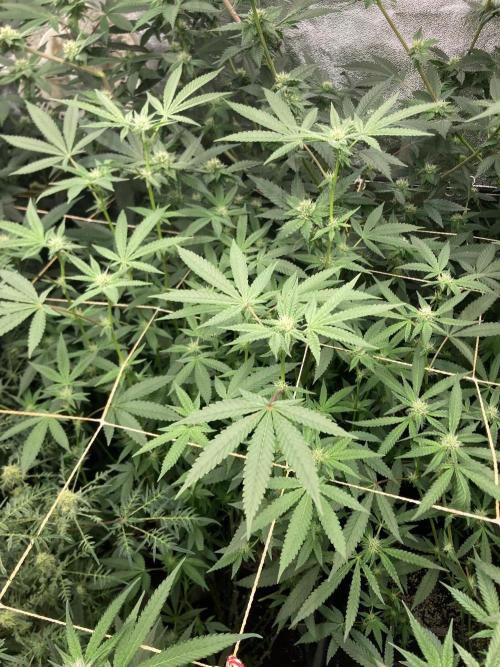 Black Rainbow (LIT Farms). Week 21