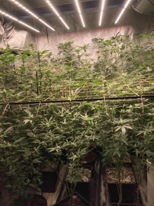 Black Rainbow (LIT Farms). Week 21