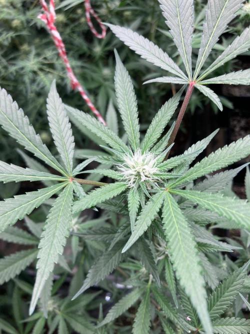 Blackcherry Punch Clones (In House Gen). Week 4