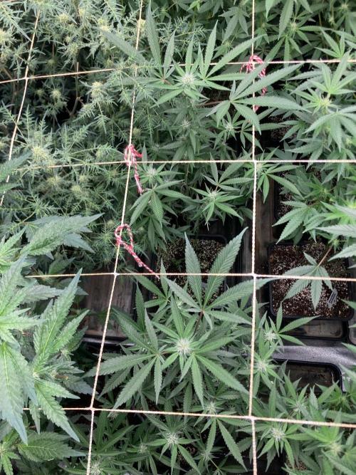 Blackcherry Punch Clones (In House Gen). Week 4