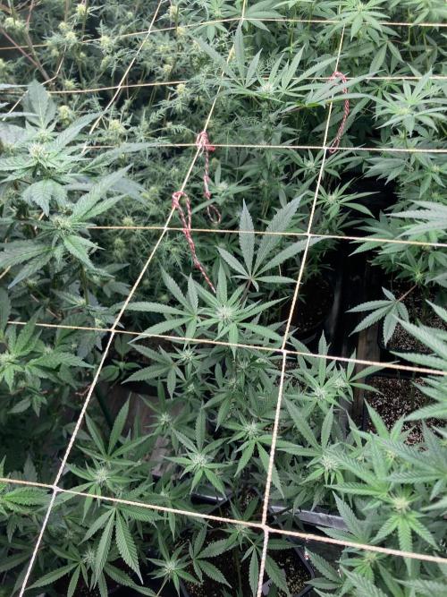 Blackcherry Punch Clones (In House Gen). Week 4