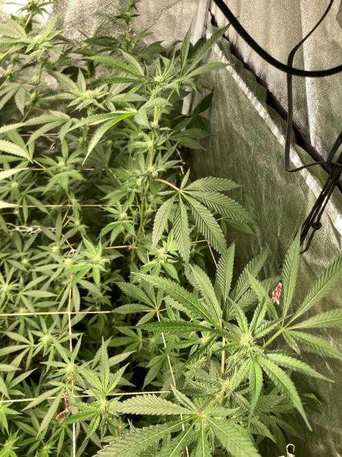 Rainbow Marker #2 (LIT Farms). Week 4