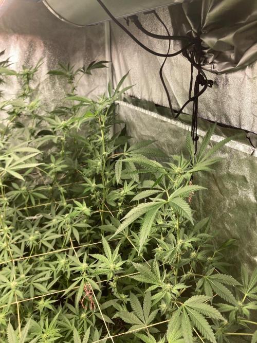 Rainbow Marker #2 (LIT Farms). Week 4
