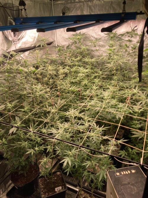 Rainbow Marker #2 (LIT Farms). Week 4