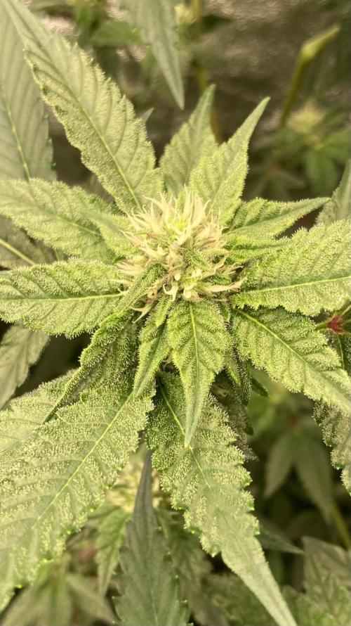 Rainbow Marker #4 (LIT Farms). Week 4