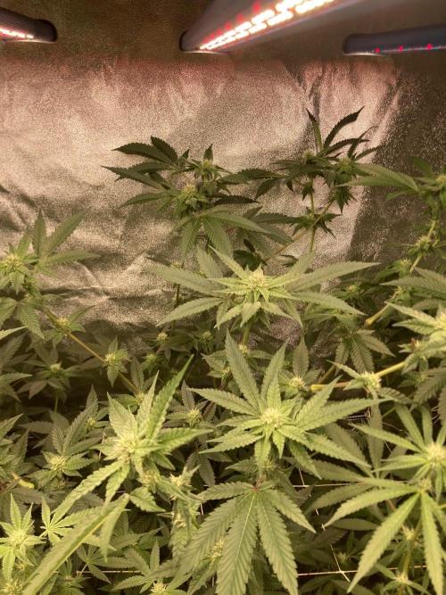 Rainbow Marker #4 (LIT Farms). Week 4