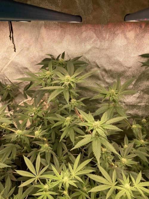 Rainbow Marker #4 (LIT Farms). Week 4