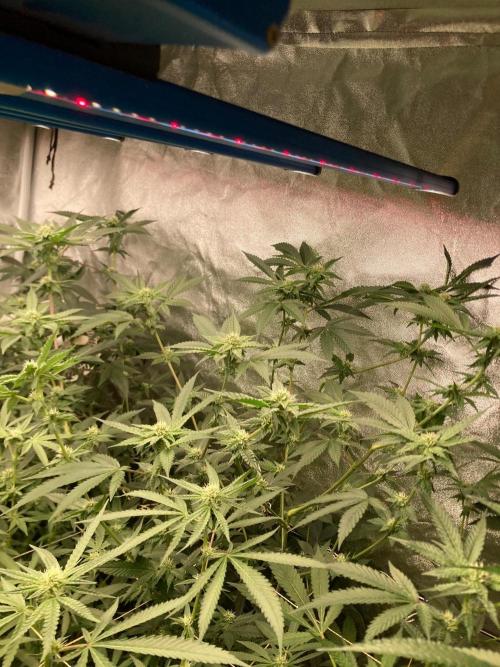 Rainbow Marker #4 (LIT Farms). Week 4