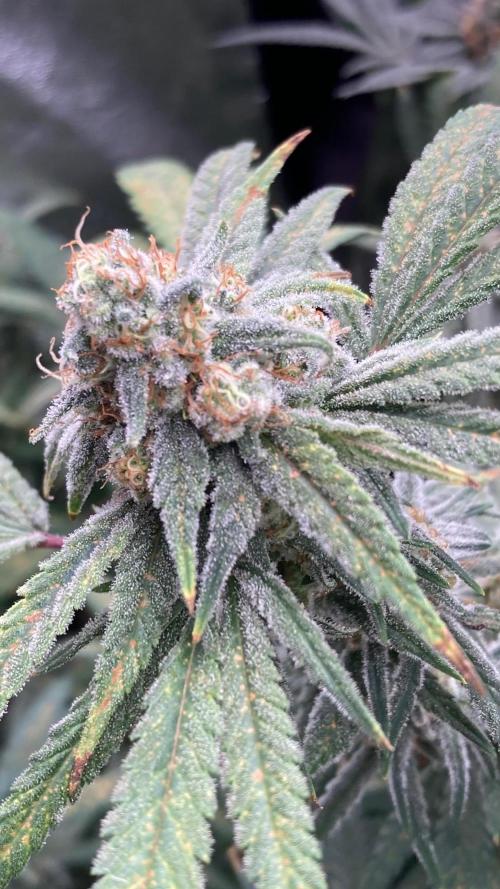 White Rhino (Green House Seeds). Week 22