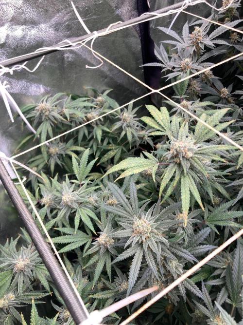 White Rhino (Green House Seeds). Week 22