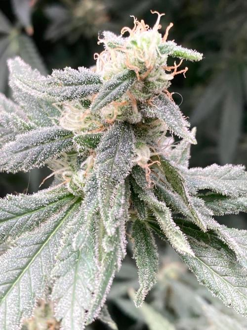 White Rhino (Green House Seeds). Week 22