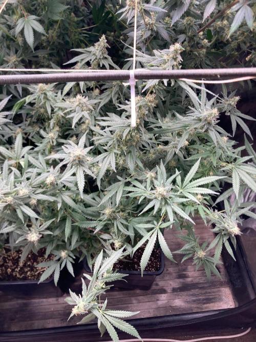 White Rhino (Green House Seeds). Week 22