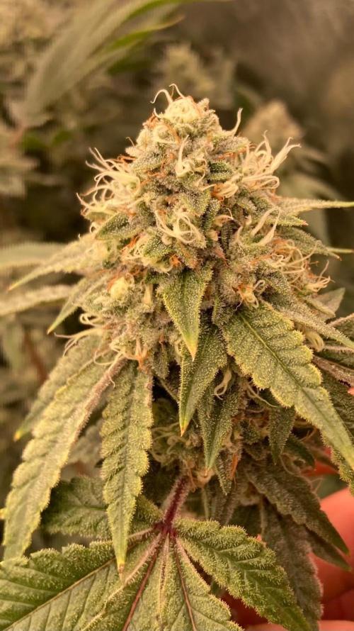 Windu (Wizard Trees). Week 22