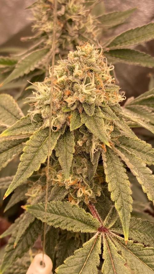 Windu (Wizard Trees). Week 22