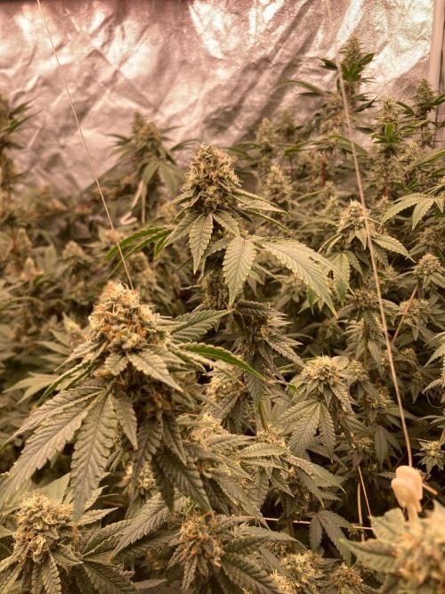 Windu (Wizard Trees). Week 22
