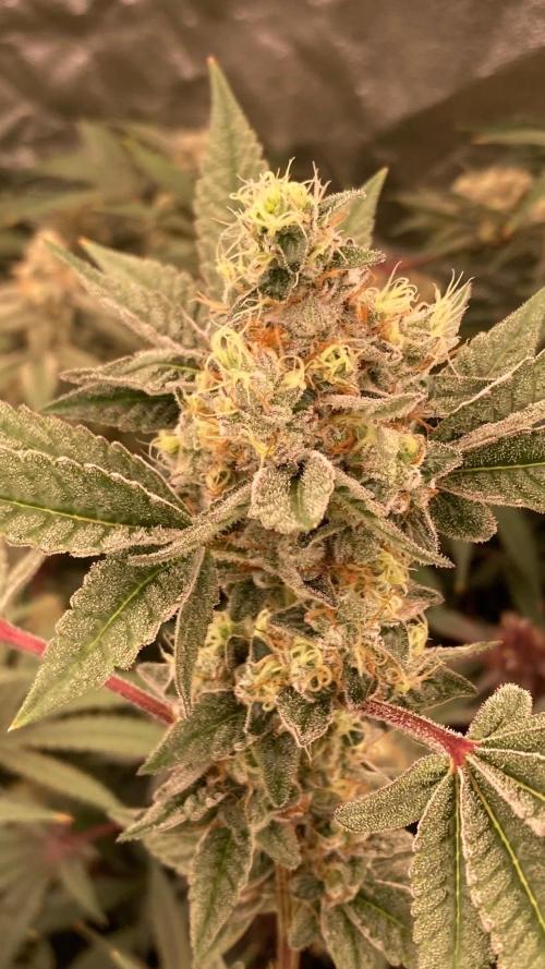 Jelly Breath S1 (In House Genetics). Week 22